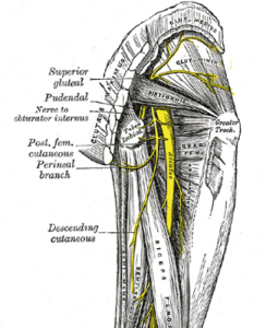 Sciatica: What is it, and how can Acupuncture Help | Fort Myers ...